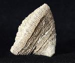 Placosmilia vidali (MALLADA 1892) - Bild © FossNet FossilienStore